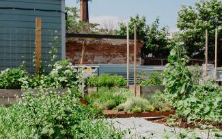 Avling Kitchen and Brewery is currently also research partner with ZinCo Canada to establish data on soil amendments for rooftop farms using FLL growing media. © Avling Vegetable garden